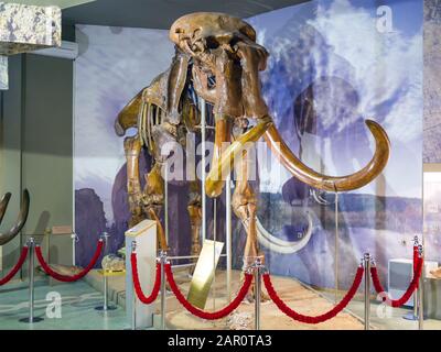 Lo scheletro di un antico mammut steppa. Mostra del museo paleontologico. Foto Stock
