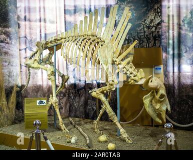 Azov, Russia - 27 luglio 2019: Primeval steppa bison. Mostra del Museo Paleontologico di Azov. Foto Stock