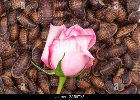 ROSA rosa singola circondata da scarafaggi a macchie arancioni (Blaptica dubia). Foto Stock