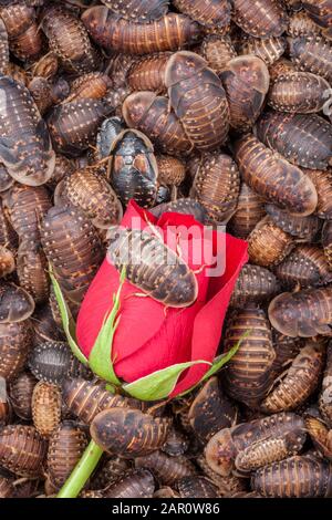 ROSA ROSSA singola circondata da scarafaggi a macchie arancioni (Blaptica dubia). Foto Stock