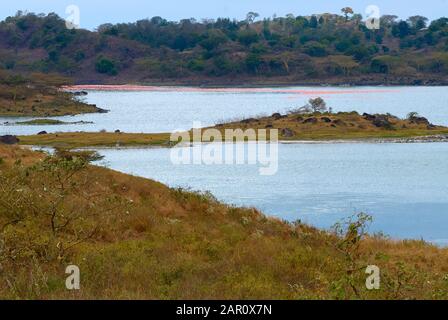 Colonie di fenicotteri che colorano il Lago di Momella nella Tanzania settentrionale Foto Stock