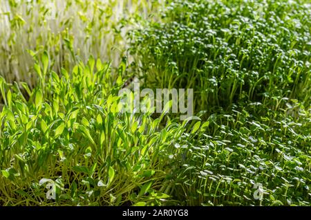 Microgreens alla luce del sole. Germogli di lenticchie verdi, crescione giardino, miglio e rucola. Vista frontale di piantine verdi, piante giovani e cotiledoni. Foto Stock