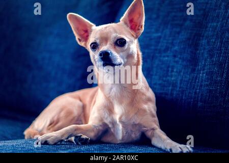 chihuahua si trova e yawns sul divano Foto Stock