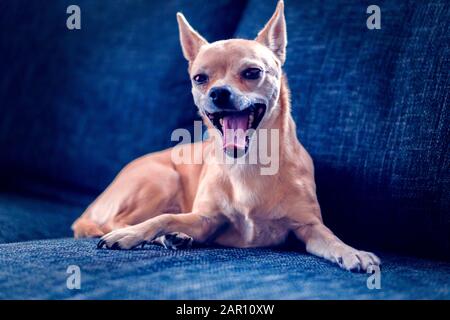 chihuahua si trova e yawns sul divano Foto Stock