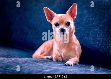 chihuahua si trova e yawns sul divano Foto Stock