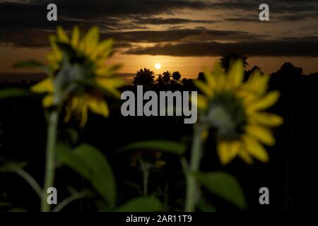 sole che sorge al mattino su un campo di girasoli rivolto verso est verso il sole in autunno nella contea in giù irlanda del nord regno unito Foto Stock