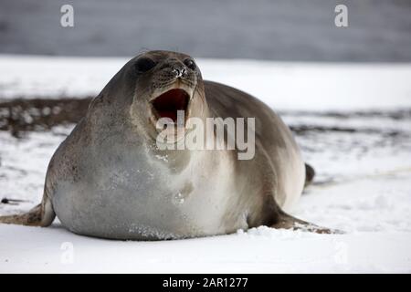 Giovane elefante meridionale Mirounga leonina che chiama Hannah Point livingstone isola Antartide Foto Stock