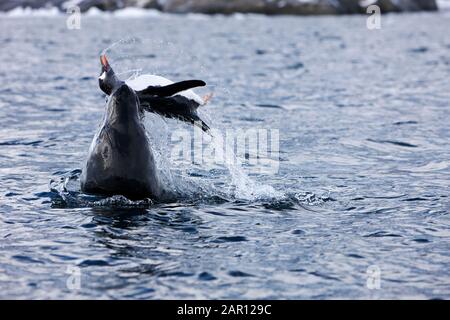 Sigillo leopardo Hydrurga leptonyx attaccando e uccidendo un pinguino Gentoo Pigoscelis papua Foto Stock