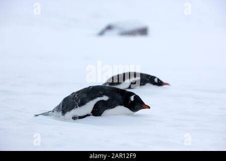 Pinguini Gentoo Pygoscelis papua sdraiato in una bizzarda nella Baia di Whaler in Antartide Foto Stock