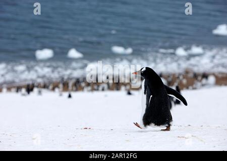 Pinguino Gentoo Pygoscelis papua camminando in discesa a Neko Harbour in Antartide Foto Stock