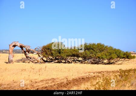 Continui venti a sud hanno modellato questo albero di Eucalipto. Foto Stock