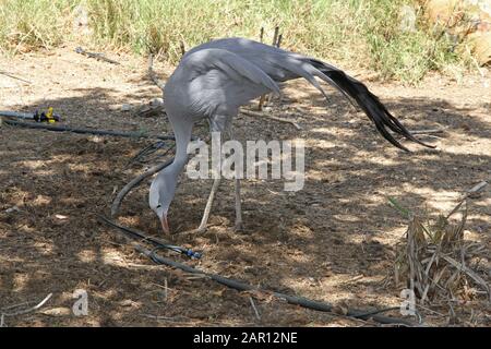 Gru Blu, Hoedspruit Endangered Species Center, Hazyview, Mpumalanga, Sudafrica. Foto Stock