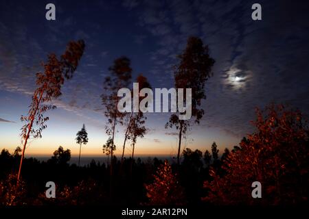 luna che sorge sul pacifico e foresta di eucaliptus dopo il tramonto los pellines maule cile Foto Stock