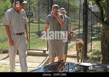 Ranger di gioco in recinto con ghepardo su un guinzaglio, Hoedspruit Endangered Species Center, Hazyview, Mpumalanga, Sudafrica. Foto Stock