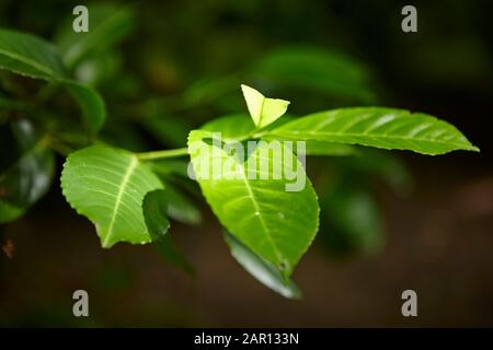 sole che splende attraverso gli alberi su una foglia verde in una foresta Foto Stock