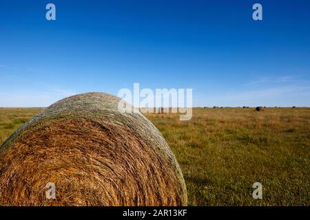 balle di fieno sulle praterie di saskatchewan canada Foto Stock