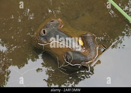 Statua di ippopotamo scolpito in pietra nell'acqua, Santuario degli Elefanti, Hazyview, Mpumalanga, Sudafrica. Foto Stock