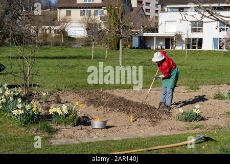 Donna giardiniere con camicia rossa, cappello bianco e grembiule verde lavorando sodo con rastrello in terreno fresco e narcisi bianca in primavera. Mettere le cipolle Foto Stock