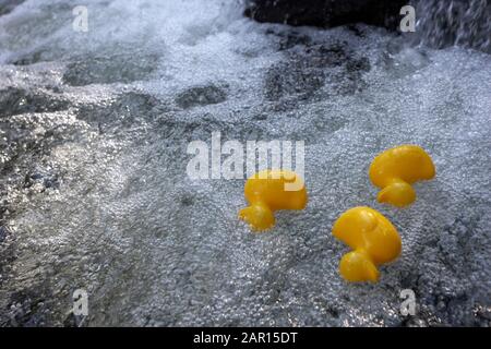 tre anatre di plastica gialle galleggianti a valle rovesciate in un fiume in acqua pulita a flusso rapido Foto Stock