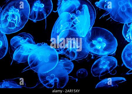 Meduse colorate e iluminate sott'acqua su sfondo scuro. Meduse che si muovono in acqua. - immagine Foto Stock