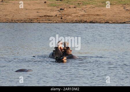 Hippos In Waterhole, Kruger National Park, Mpumalanga, Sudafrica. Foto Stock