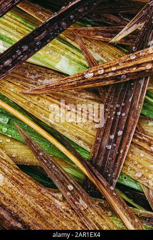 Rugiada coperto Montbetia foglie in autunno. Foto Stock