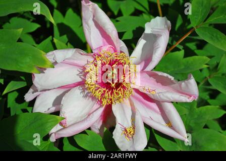 Rosa Peony sbiadito fiore morbido con pestello giallo, vista dall'alto morbido verde foglie sfondo Foto Stock