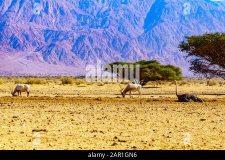 Fauna selvatica (Addax, orice arabo, Ostrich) nella Riserva naturale di Yotvata Hai-Bar, nel deserto di Arava, nel sud di Israele Foto Stock