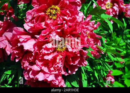 Fiori di pony di spugna rosa brillante, foglie blurry verde molle sfondo Foto Stock