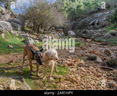 Due cani bagnati che combattono su un bastone all'aperto nelle montagne della Giudea vicino a Gerusalemme, Israele Foto Stock