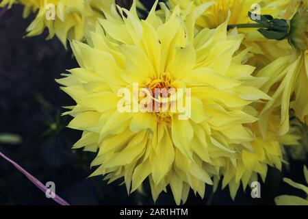 Giallo pompo dahlia fiore. Giallo Chrysanthemum fiore. Pompon Dahlia.Beautiful giallo Chrysanthemums decorativo, a volte chiamato mums o crisanth Foto Stock