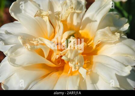 Bianco morbido tulipano giallo terry Foxy Foxtrot fiore bocciolo fioritura, sfondo sfocato, primo piano dettaglio vista dall'alto Foto Stock