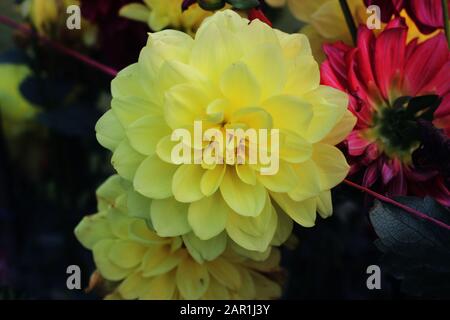 Giallo pompo dahlia fiore. Giallo Chrysanthemum fiore. Pompon Dahlia.Beautiful giallo Chrysanthemums decorativo, a volte chiamato mums o crisanth Foto Stock