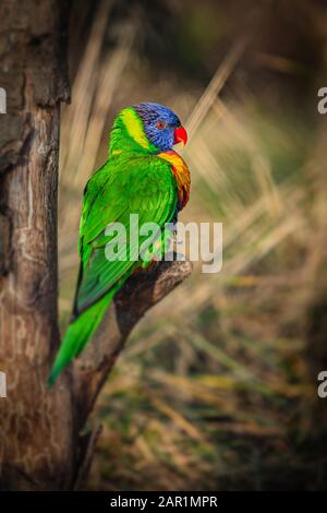 Immagine verticale di un lorichetto arcobaleno colorato, un pappagallo blu, arancione, verde e giallo con occhi rossi e becco arroccato su un albero in una giornata di sole. Foto Stock