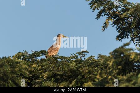 Giovane Nangeen / Notte Rufous Heron (Nycticorax caledonicus) arroccato in un albero Foto Stock