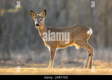 Capriolo (Capreolus capreolus) guardando la macchina fotografica sulla radura nel Parco Nazionale di Kiskunsagi, Pusztaszer, Ungheria. Febbraio. Foto Stock