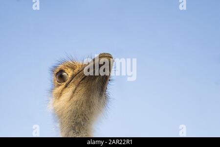 Scatto a basso angolo di una testa di struzzo contro una luce cielo blu Foto Stock
