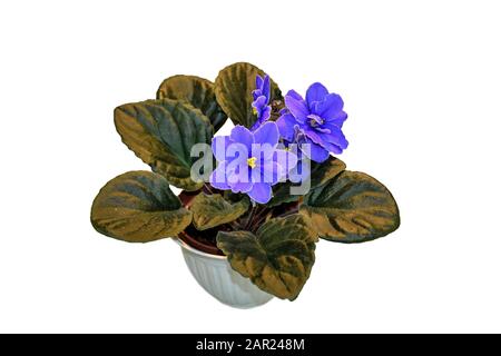 Fiori blu Saintpaulia o violetti africani. Petali delicati con bordi bianchi e foglie verdi si chiudono, isolati su sfondo bianco. Bella in vaso Foto Stock