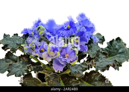 Fiori blu Saintpaulia o violetti africani. Petali delicati con bordi ondulati di colore giallo e foglie verdi si chiudono, isolati su sfondo bianco. Bea Foto Stock