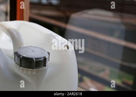 Primo piano di una mosca seduta su una plastica bianca contenitore dell'acqua da una finestra Foto Stock