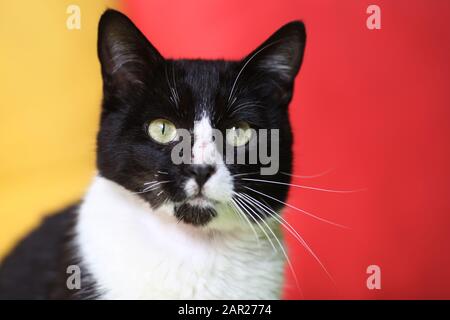 Ritratto di un comune gatto europeo di smoking Foto Stock