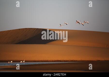 Fenicotteri che volano su una duna di sabbia vicino a Walvis Bay, Namibia. Foto Stock