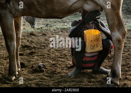 Hammer Tribe Village a Omo Valley, Kondo, sud di Etiopia Mungendo mucche al mattino Foto Stock