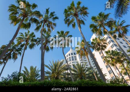 Loews Hotel Miami Beach e palme su Collins Avenue e Miami Beach, Miami, Florida, Stati Uniti d'America, Nord America Foto Stock