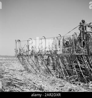 Trasporto della canna da zucchero dalla macchina per la raccolta della canna da zucchero Data: Parole Chiave non date: Operai, macchine, raccolta, canna da zucchero Nome personale: Hafe tapeh Foto Stock