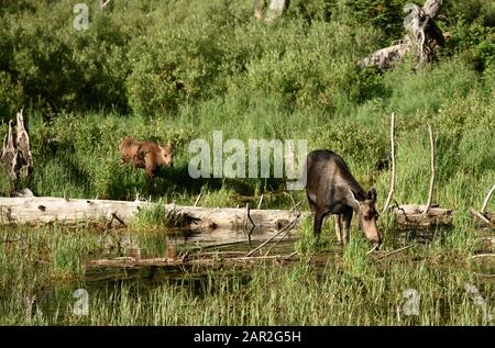 Madre e vitello Moose Pascolare in campi Foto Stock