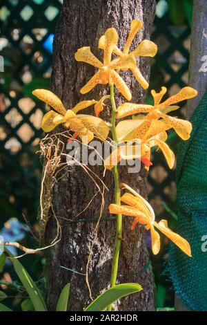 Giallo esotico tropicale giallo senape randa orchidea selvatica al Valombreuse Botanical Gardens in Guadalupa Foto Stock