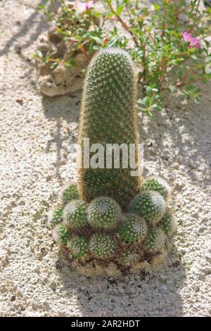 Verde scuro maestoso metallo sguardo cactus in bella sabbia bianca a Valombreuse giardini botanici in Guadalupa Foto Stock