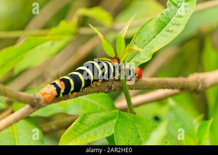 Verde e nero striato, Frangipani Caterpillar, sul ramo di un Frangipani in una giornata intensa ai Giardini Botanici di Valombreuse Foto Stock