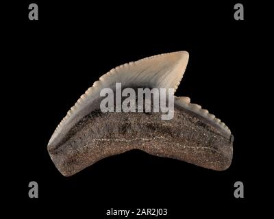 Fossile di squalo tigre dente, Galeocerdo cuvier. Squali tigre si è evoluta nel Miocene epoch, esteso da 5 a 23 milioni di anni fa Foto Stock